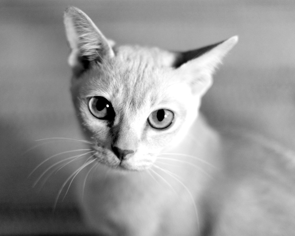 Kitty