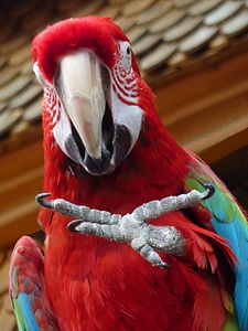 Ara animal bird photo