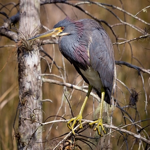 Wildlife plumage feathers
