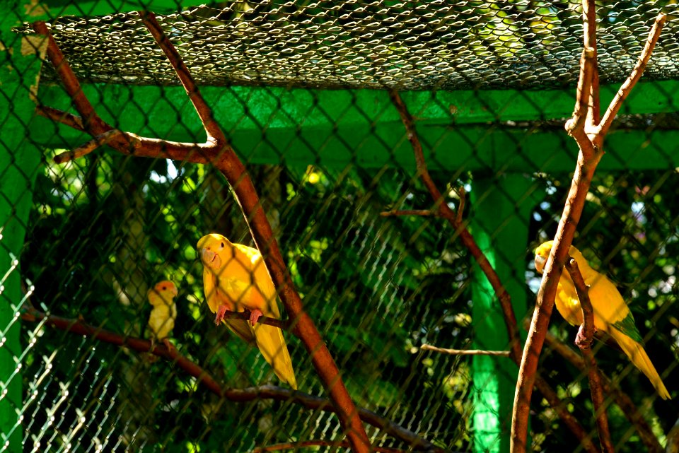 RenatoSoares Parque Leopoldo Moritz Museu Zoobotânico Brusque SC)