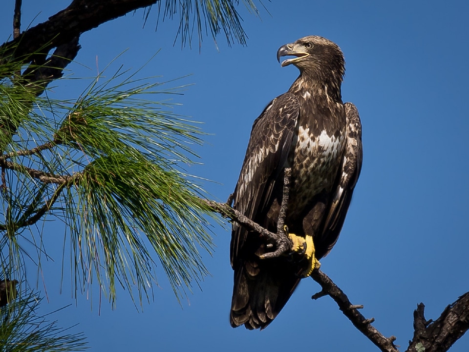 Perched nature wildlife