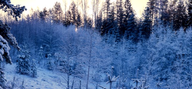 Winter panorama photo