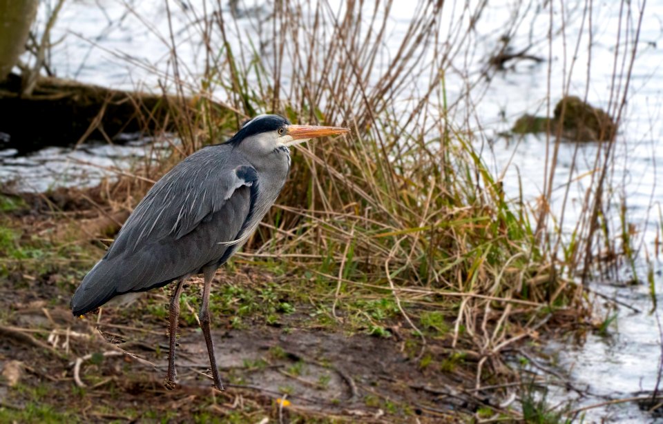 Sad Heron