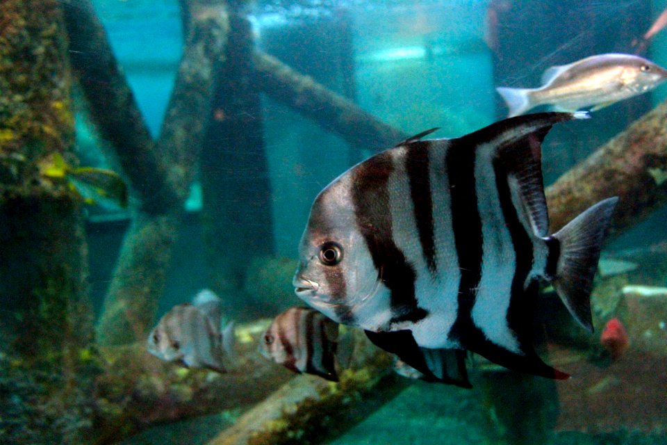 Cleverton Ribeiro Oceanario Aracaju SE (3)