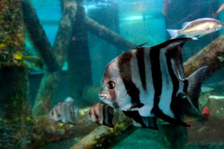 Cleverton Ribeiro Oceanario Aracaju SE (3)