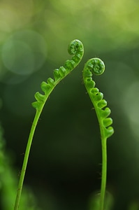 Plant green flamenco