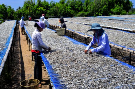 Fish drying