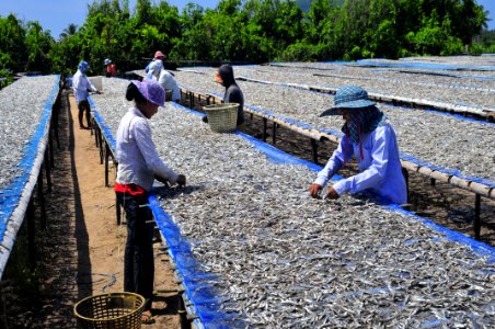 Fish drying photo