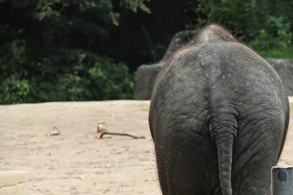 Zoo africa pachyderm