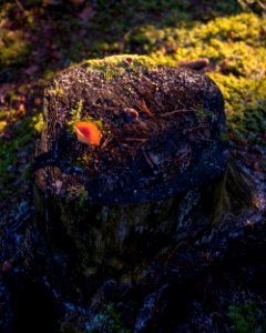 Stump photo