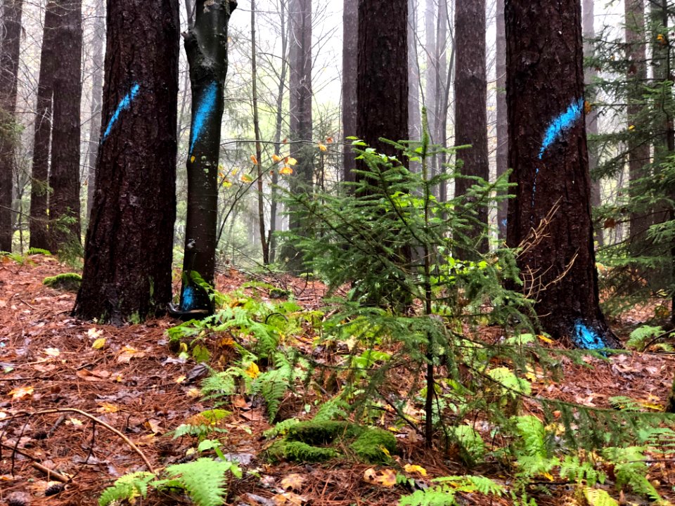 20181011-FS-Monongahela-KMB-797