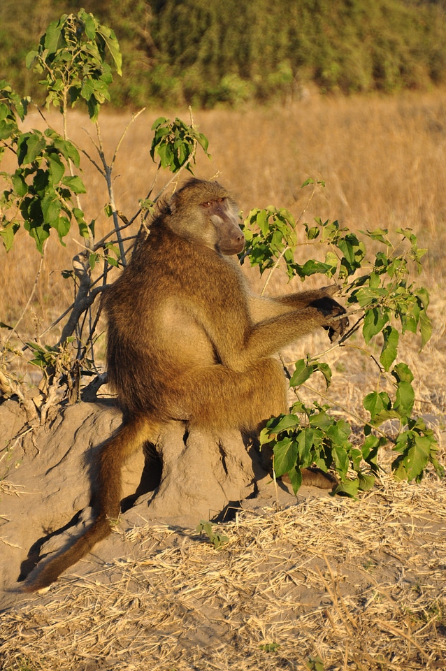 Vigilant botswana africa
