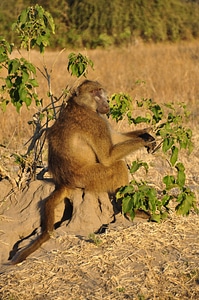 Vigilant botswana africa