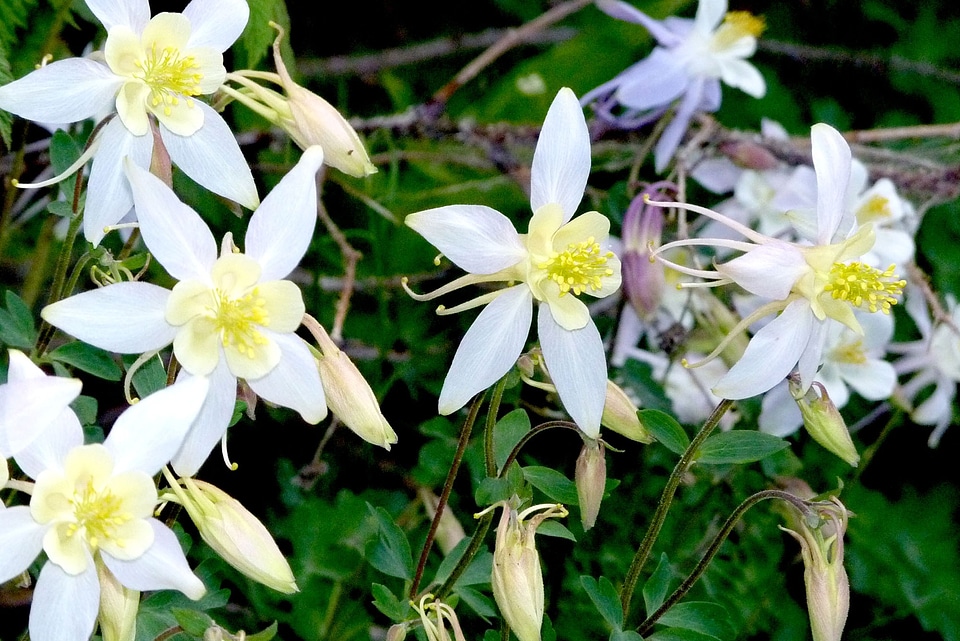 Bloom floral blooming
