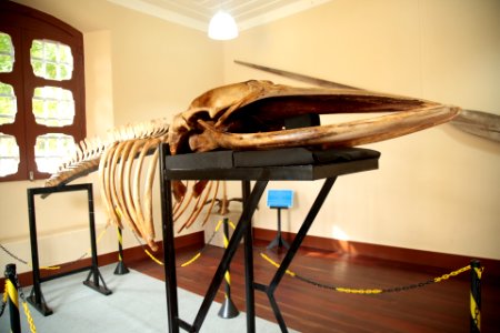 TiagoSilveira MuseuDeSantarem Santarem Para