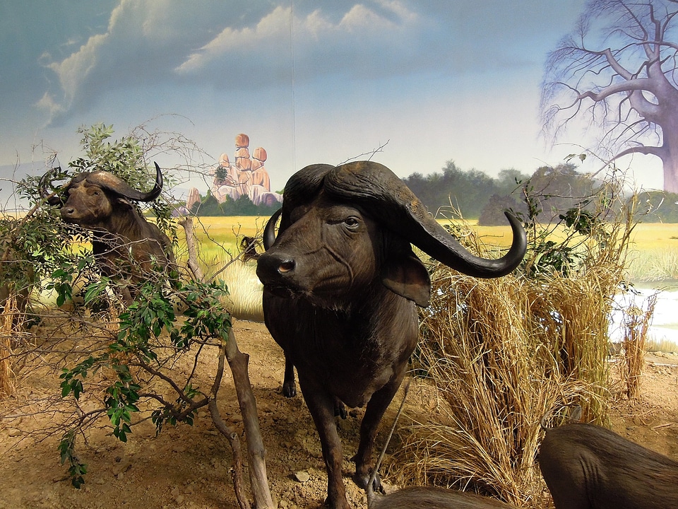 Animals models exhibit