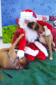Santa taken down by boxers