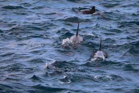 Mauritius Dophin