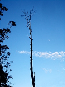 Blue old old tree