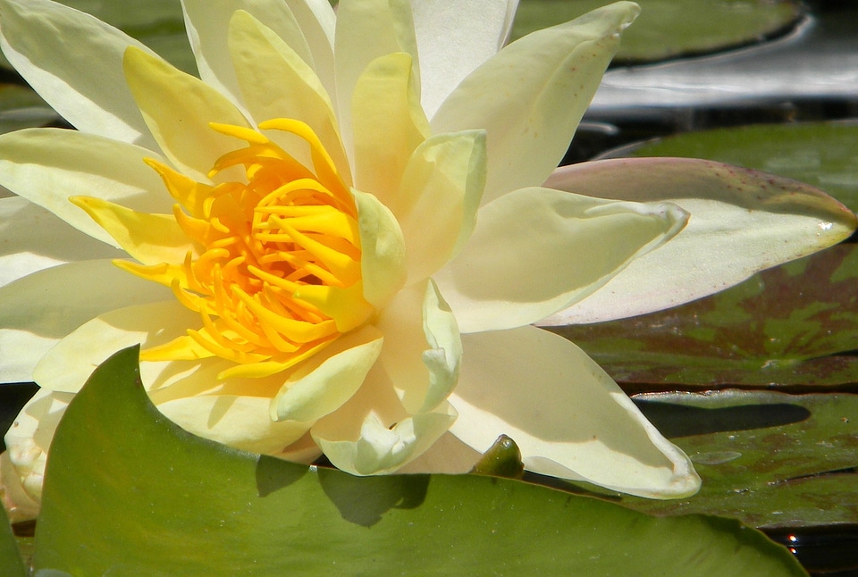 Natural blossom bloom