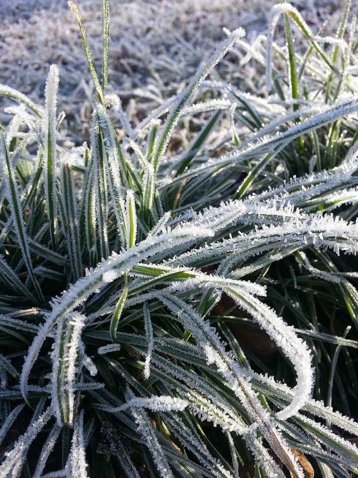 Winter frost cold