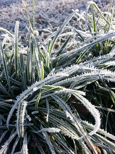 Winter frost cold
