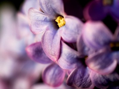 lilac macro photo