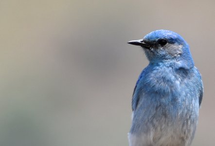 Mountain Bluebird photo