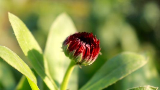 Young flower
