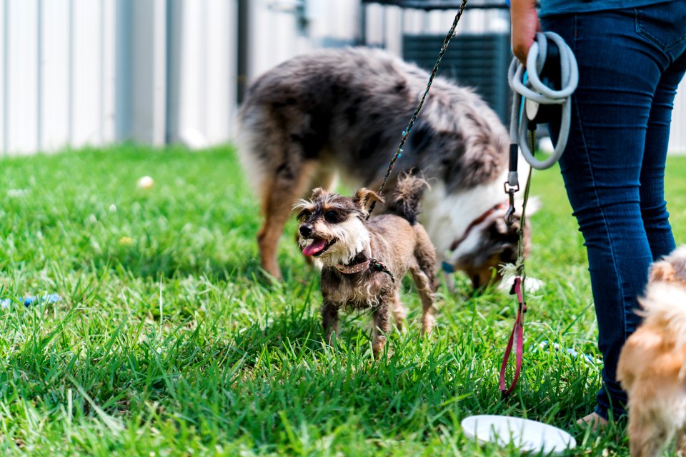Turn up with your PUP-42 copy
