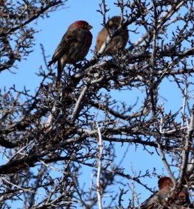 Cassin's Finch