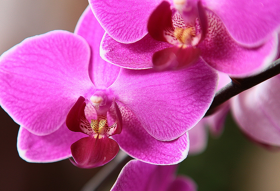 Closeup blooming nature