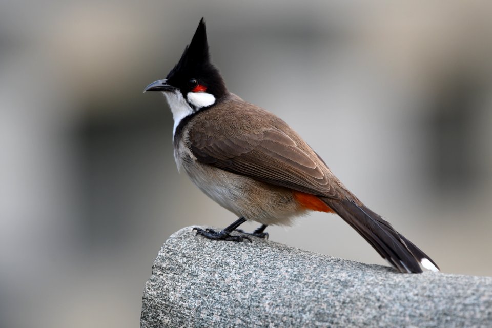 紅耳鵯 Red-whiskered Bulbul