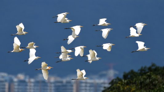 翱翔天際 Soaring in the sky