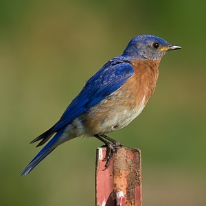 Wildlife blue songbird photo