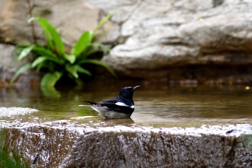 鵲鴝 Copsychus saularis