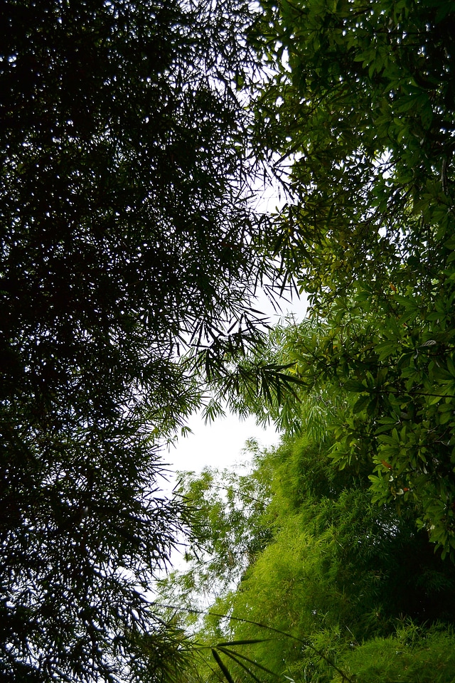 Grass bamboo shoot grassy