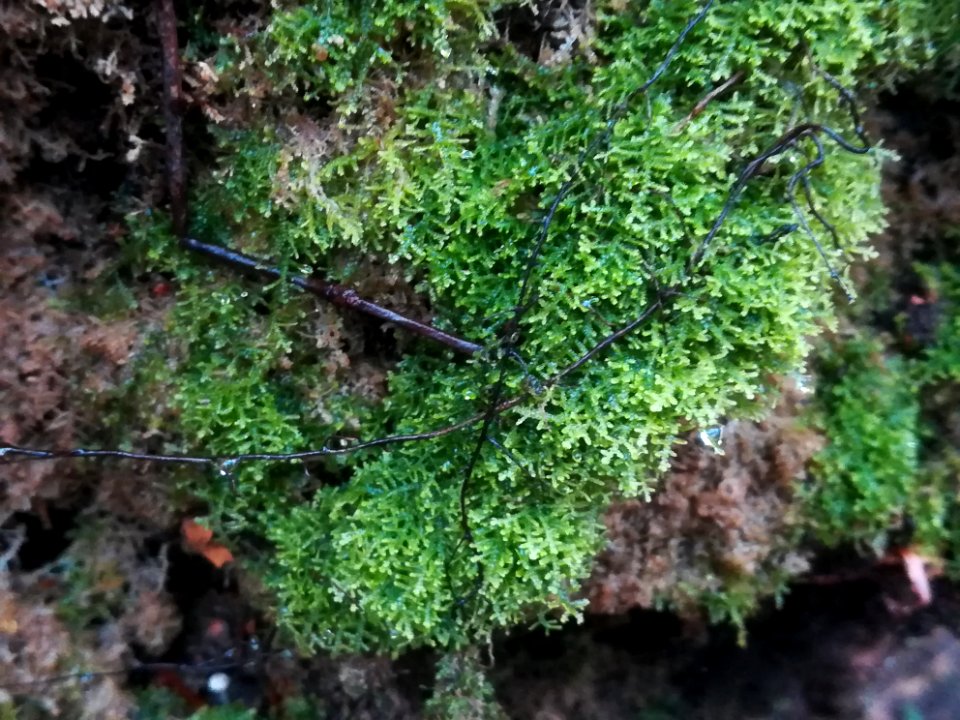 Lepidozia reptans (Creeping fingerwort)