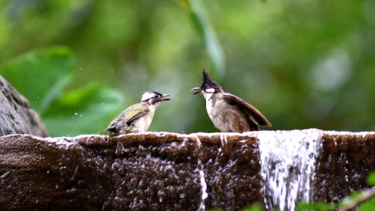 紅耳鵯及白頭鵯 Red-whiskered bulbul and Chinese bulbul photo