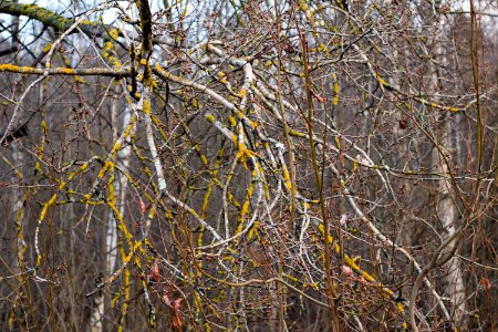 Old mossy branches. photo