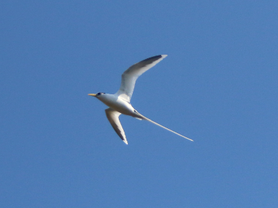 White-tailed tropicbird
