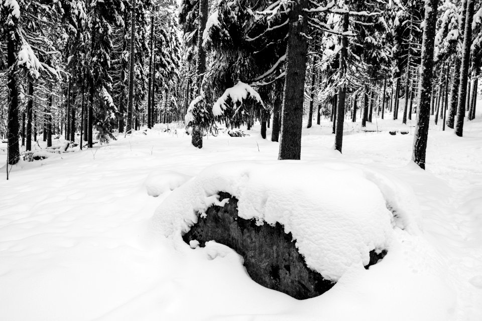 Fresh snow in a forest.