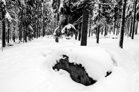 Fresh snow in a forest. photo