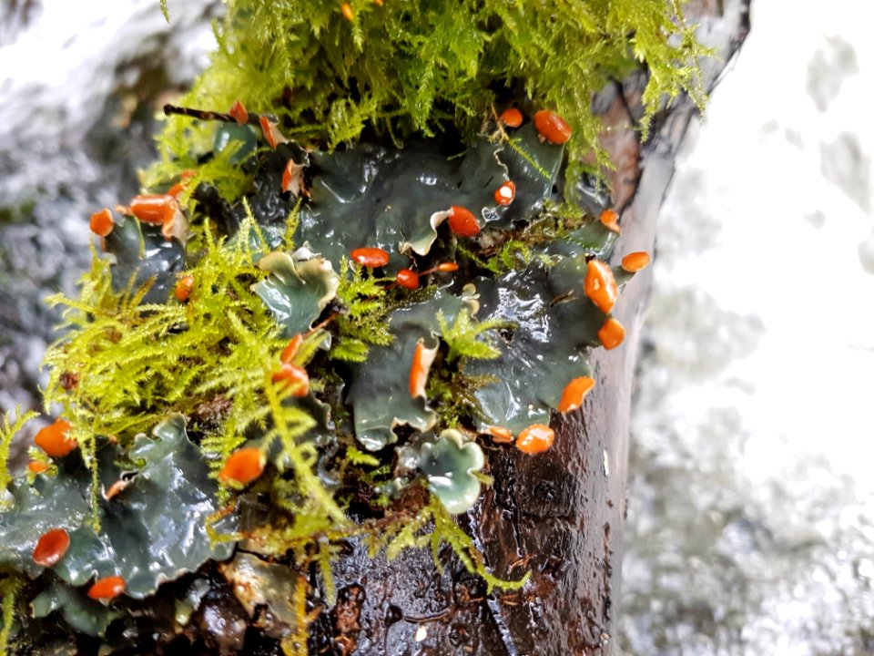 Peltigera horizontalis