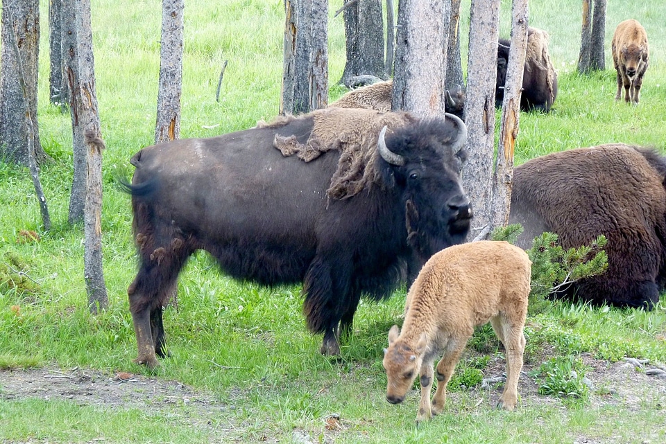Wild american mammal