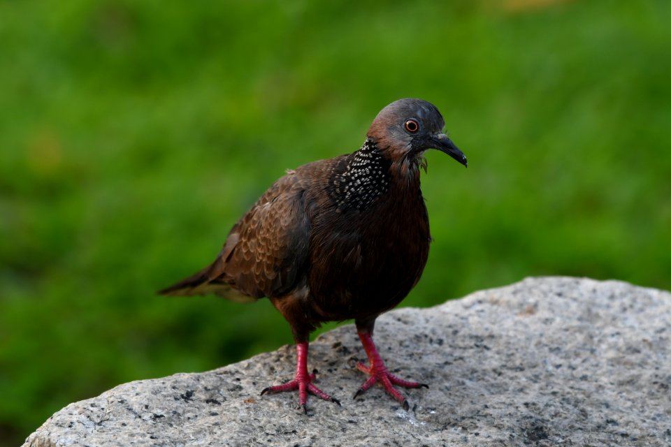 珠頸斑鳩 Spotted Dove