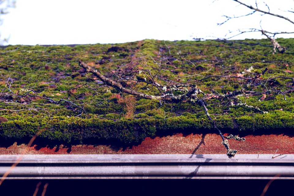Moss covered roof