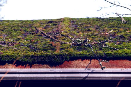 Moss covered roof photo