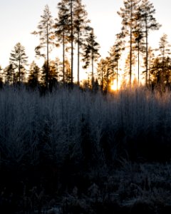 Sun setting behind frozen forest.
