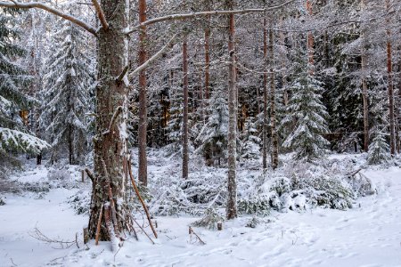 Winter layers